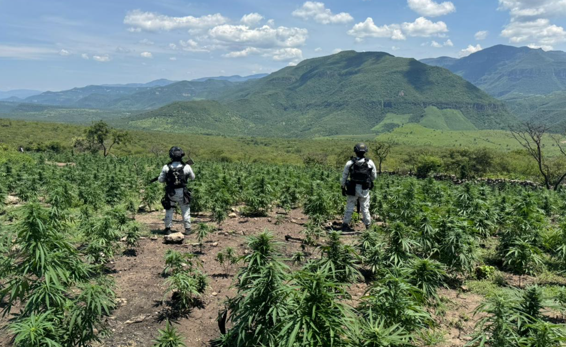 GN destruye sembradíos de marihuana en Jalisco